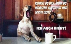 guten-morgen-bilder-hunde_1.webp