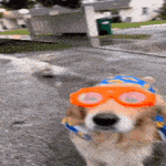 dog-rainy-dog.gif