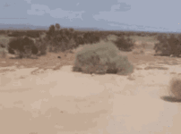 1000063082.gif