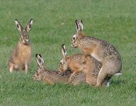 Ostern Hasen_goss.jpg