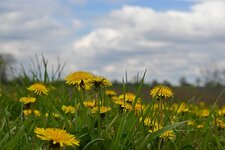 DSC_0103.jpg