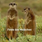 Finde das Weibchen.jpeg