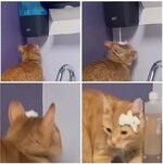 Katz.jpg