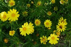 Margarittes im Garten.JPG