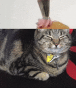 1776961174772.gif