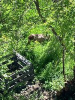 IMG_2241.jpeg