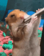 hamstersuck-hamster-meme-ezgif.com-optimize.gif