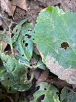 IMG_3995.jpeg IMG_3995.jpeg
