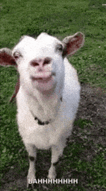 goat-funny-animals.gif