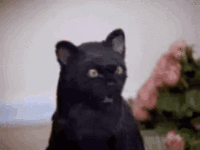 1000067027.gif