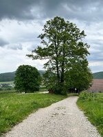 IMG_6151.jpeg
