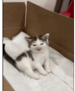 20260514_180313.gif 20260514_180313.gif