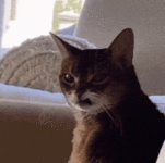 1778849539442.gif
