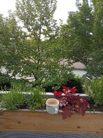 IMG_20260517_080026.jpg