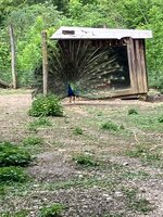 IMG_2378.jpeg