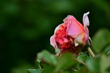 DSC_4213.jpg
