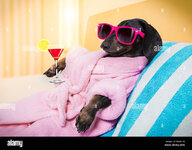 cool-lustig-wurst-dackel-hund-ausruhen-und-entspannen-im-spa-wellness-salon-centre-tragt-einen...jpg