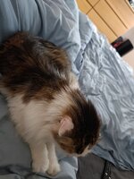IMG_20260520_191043.jpg