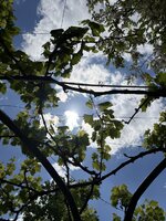 IMG_7585.jpeg