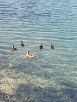 IMG_20260524_152138.jpg