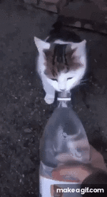 1779810799207.gif