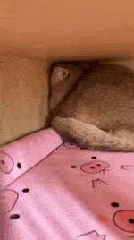 1779826379883.gif