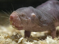 110-032-005-001_heterocephalus_glaber_TPB_TBP1.jpg