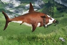 shark-attacks-in-europe-including-an-image-of-the-swiss-v0-tk7lsqlv85ke1.jpg