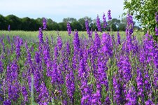 DSC_5204.jpg