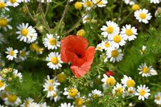 DSC_5198.jpg