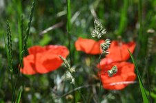 DSC_5180.jpg