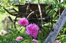 DSC_5176.jpg