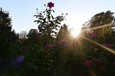 DSC_8207.jpg