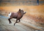 dam-ram-bear-1024x725.jpg