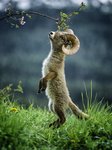 fox-ram-copy-766x1024.jpg