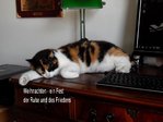 $Katze und WEIHNACHTEN.jpg