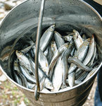 Perfekt-fuer-Pinguine-Eis-Fisch-bei-sommerlichen-Temperaturen_ArtikelQuer.jpg