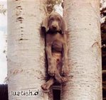 $883-hund-im-baum.jpg $883-hund-im-baum.jpg