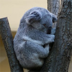 $koala_gross.jpg