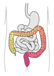 220px-Tractus_intestinalis_intestinum_crassum_svg.png