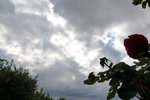 WolkenRose.jpg