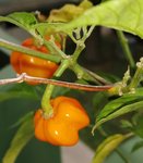 IMG_20190829_181401.jpg IMG_20190829_181401.jpg