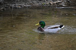 Ente1703.jpg
