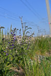 BlumenGleis2204.jpg