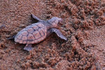 Turtle2305-1.jpg