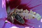 BieneHibiskus-5.jpg