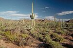 238px-Saguaro_np.jpg