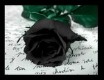 Black_Rose.jpg Black_Rose.jpg
