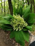 IMG_20210515_142830.jpg
