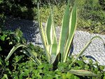 DSCN5108.JPG